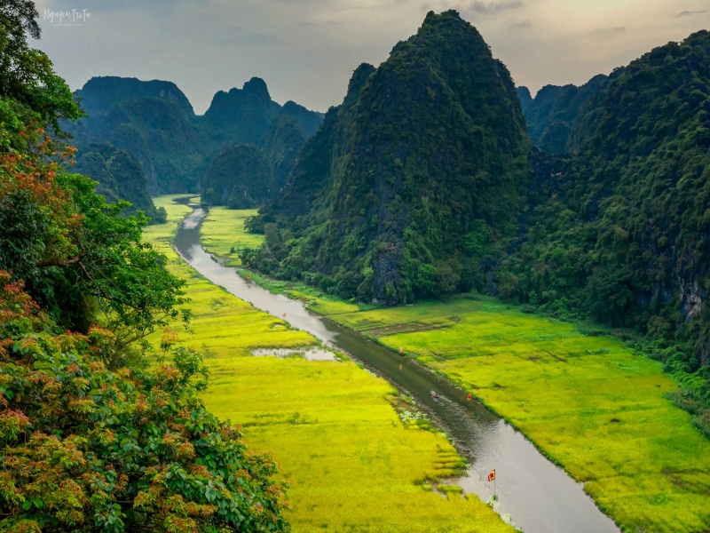 Sail Tam Coc's vast rice fields and peaks; simplest beauty peaks golden in late May rice season—timeless Vietnam
