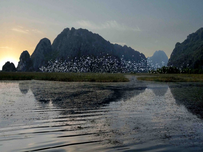 Catch Van Long Wetland Nature Reserve at sunset—thousands of egrets paint the sky white, a poetic Ninh Binh dream for your trip!
