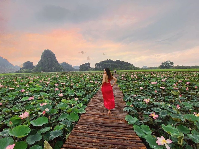 Mua Caves becomes brilliant and romantic, especially during the lotus blooming season