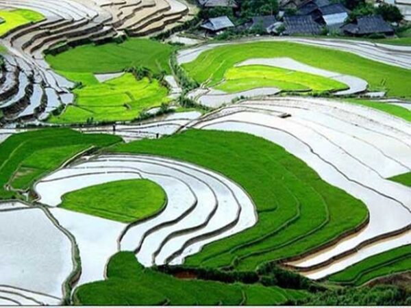 Saba Rice Fields Sapa Rice Fields - A natural masterpiece capturing people's hearts