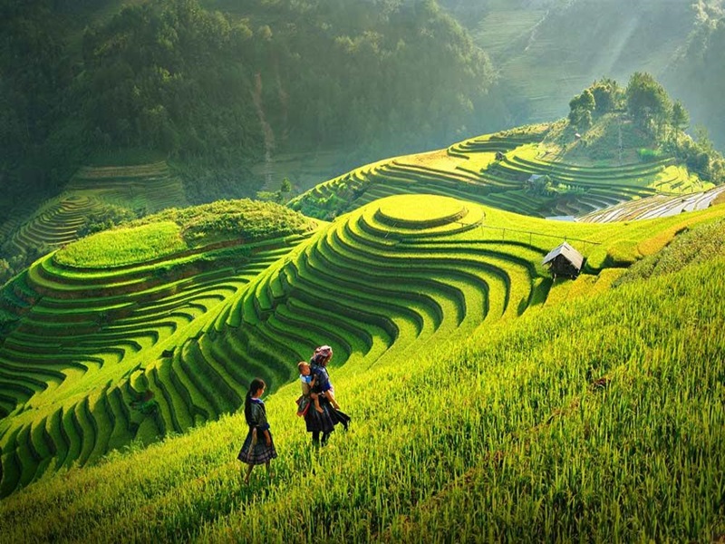 amazing-sapa-rice-fields