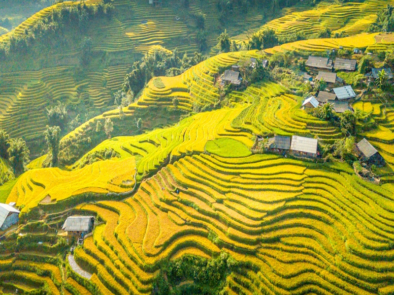 Witness Sapa's golden beauty during the rice harvest season with stunning terraced fields.