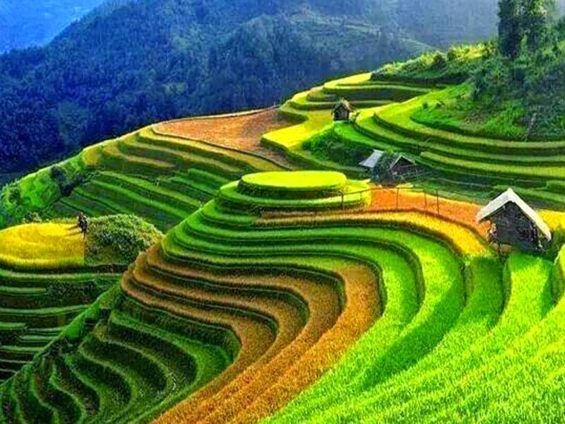 sapa-rice-fields-in-summer