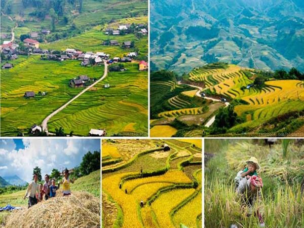 Saba Rice Fields Sapa Rice Fields - A natural masterpiece capturing people's hearts