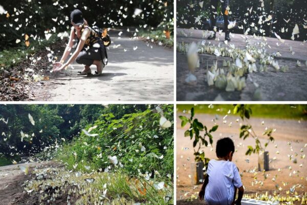 Butterfly at Cuc Phuong national park