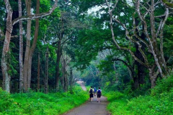 Private Ninh Binh tour with Cuc Phuong National Park