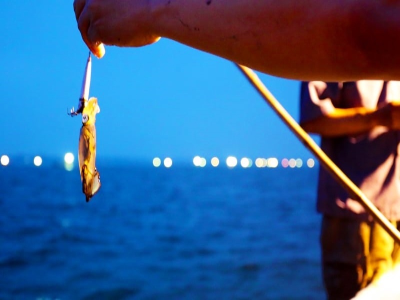 Optimal Squid Fishing: Late Autumn to Early Spring