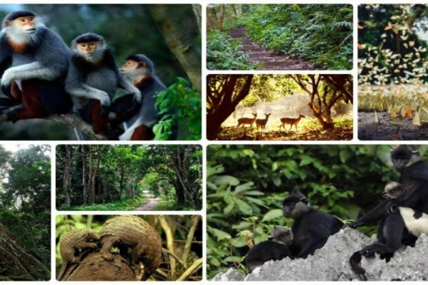 Ninh Binh's Primate Sanctuary: Save & See Rare Monkeys in Action
