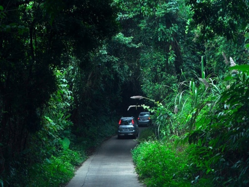 Are you wondering how to visit Cuc Phuong National Park from Ninh Binh by private car?