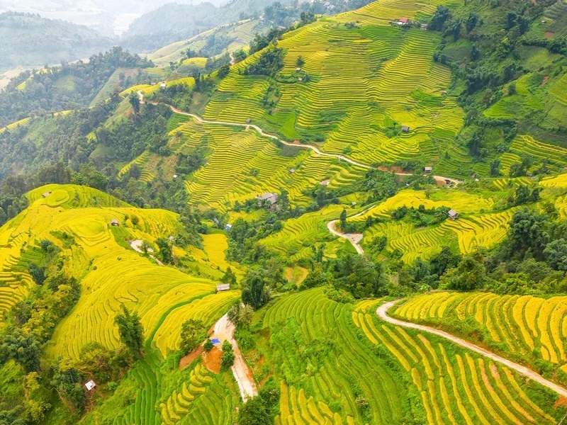 Best Time to Visit Sapa Rice Fields - October golden harvest at sunset