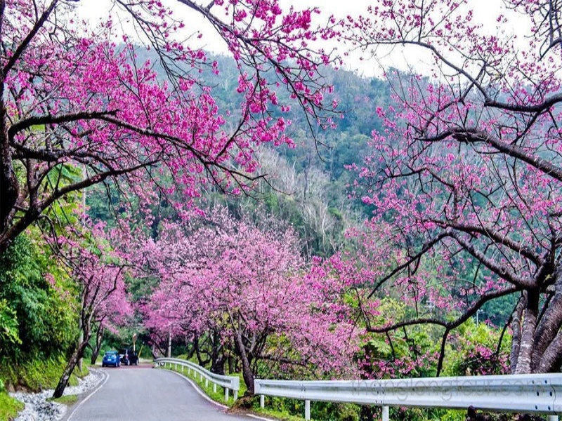 The peach blossoms stretch out and bloom to welcome the new season, creating the vibrant spring scenery of Sapa