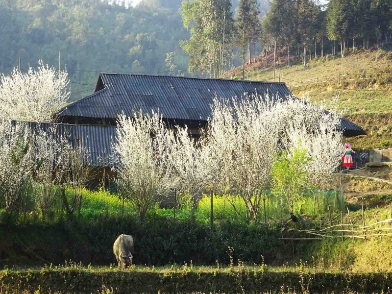 Plum blossoms bloom white on slender branches, creating a distinctive feature of Sa Pa’s beautiful spring scenery