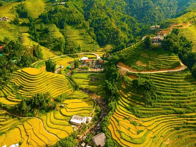 In Sa Pa's harvest season, golden rice carpets the terraces under gentle autumn sun, called the 'golden season' by tourists.
