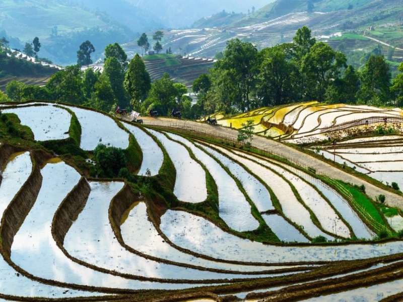 Best Time to Visit Sapa Rice Fields: Late May to June: The Mirror Season