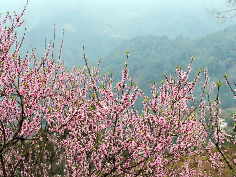 Sapa weather in February brings spring colors, peach blossoms, white plums, and fresh air.