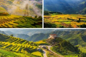 best time to visit Sapa rice fields - golden terraces in October harvest season
