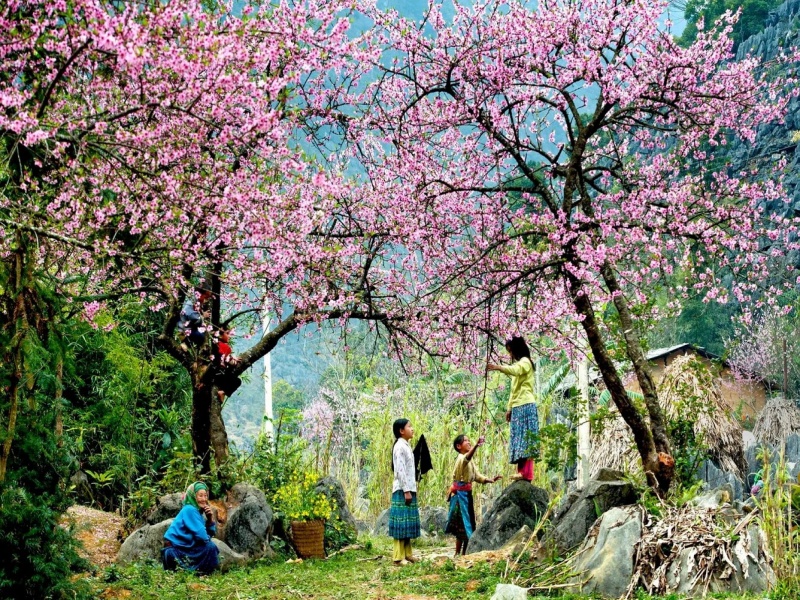 Sapa Spring Weather: Ta Van Village & Peach Blossom Season