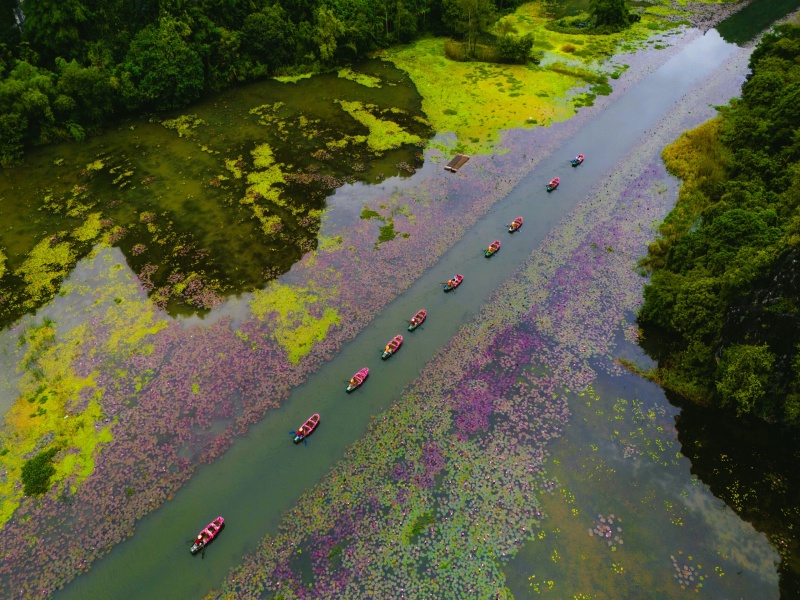 Ninh Binh's water lily season enchants with tranquil, poetic beauty