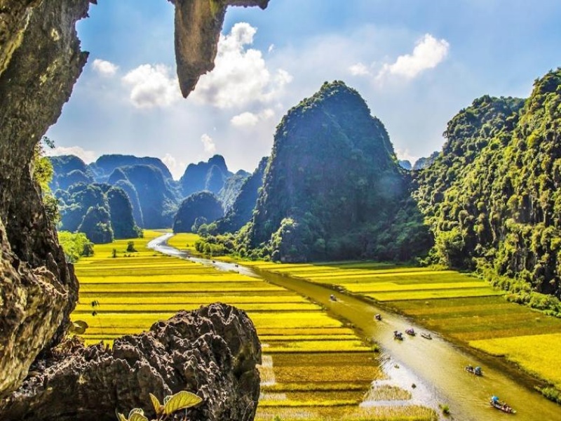 May is the ideal time to admire the ripening rice fields in Ninh Binh, especially in Tam Coc - Bich Dong