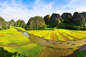 Visit Ninh Binh in May for Tam Coc's golden rice fields from mid-month and blooming lotuses