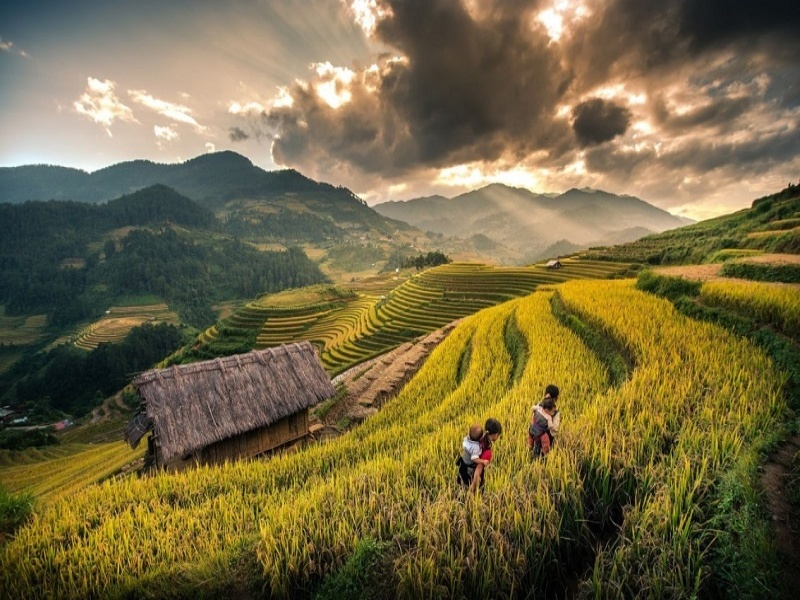 explore top best place to see rice fields in sapa