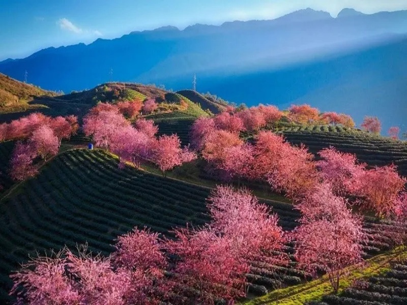February offers Sapa's spring colors, including peach blossoms and white plum flowers.