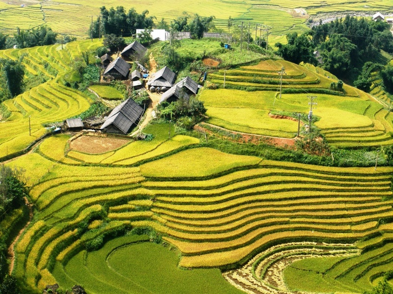 Ta Van enchants visitors with golden rice fields and traditional stilt homes