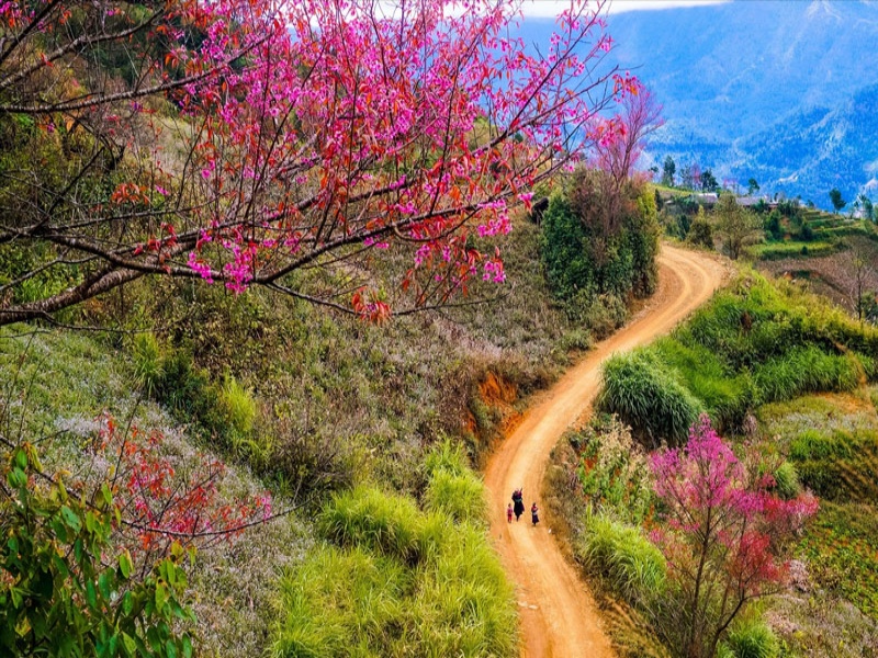 The weather in Sapa Vietnam in March is perfect for admiring blooming flowers along the roads.