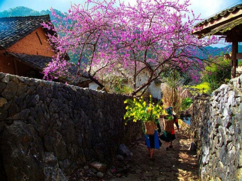 visit local village in march with peach flowers